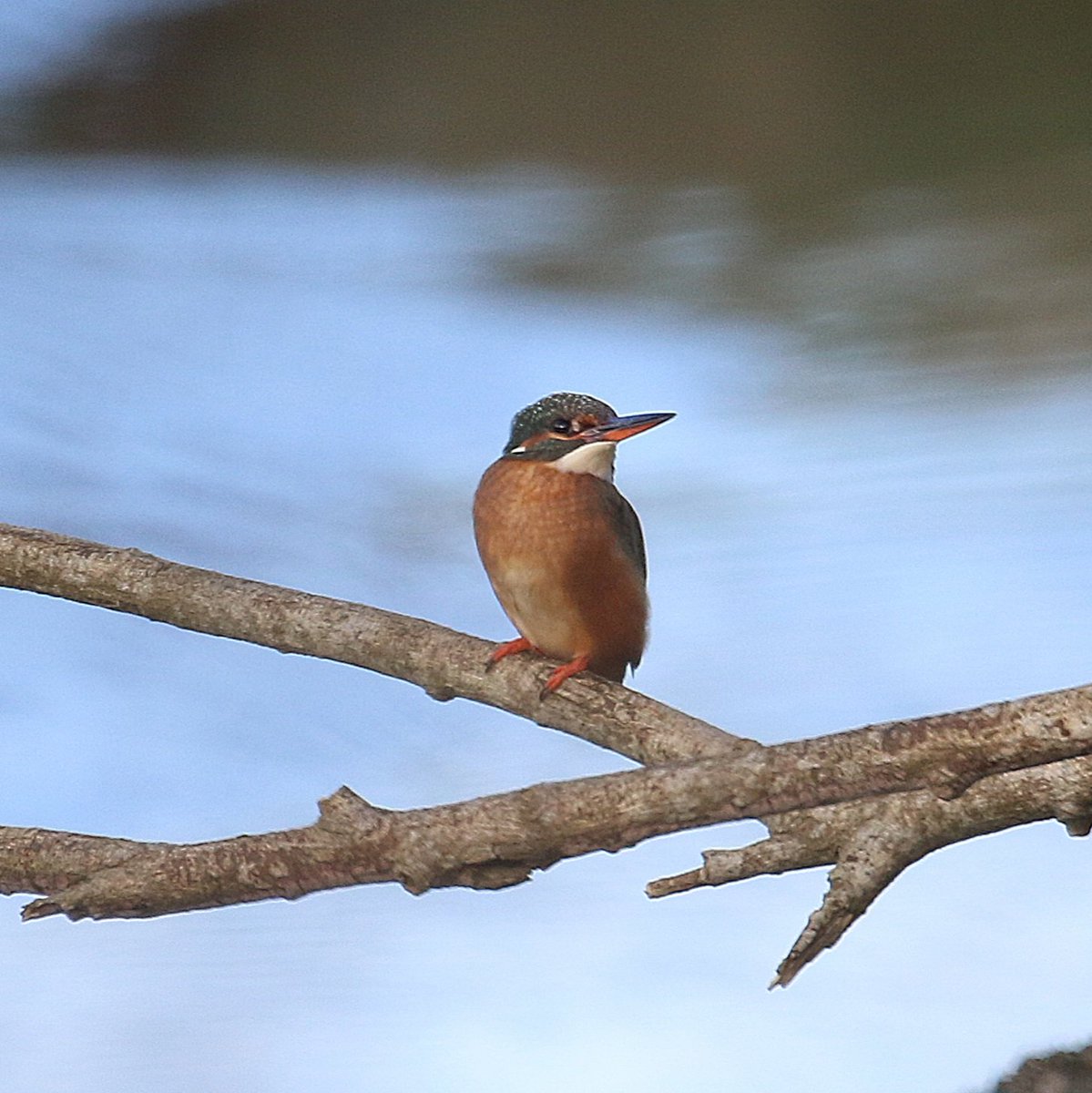 Paul Kelly tweet media