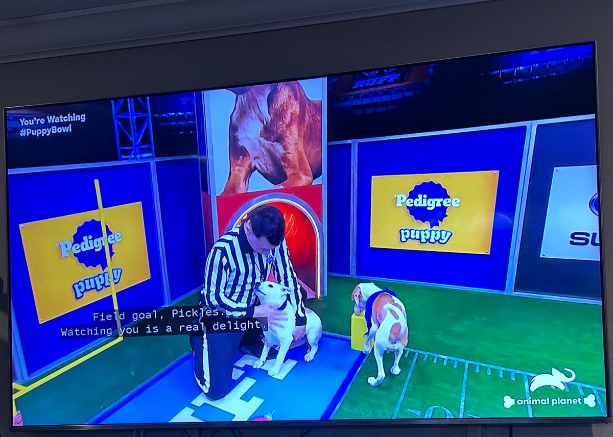 burnnglowla's tweet photo. Ohh, my whole heart!!! 😩🥹😭😍
😻🐶🐾🐾🐾
@AnimalPlanet #PuppyBowl #teamfluff #teamruff #teamoldies #teamgoldies #SuperBowlLX

Every single year, this is my FAVORITE part of Super Bowl Sunday!!! They even have a bunch of precious commercials too! 🥹❤️

OMG! ALL the puppies, kitties, and now… special needs & senior fur babies too?! 🥹
I cannot love it enough! I swear the referee has the best job everrr! 😭🙌🏼

The amount of cuteness always has me in tears! 😭❤️
The whole show… the precious cam views of the pups & kitties all over the place… the way they share their backstories… the announcers… the ref… Omgoodness, I caaan’t! 😭🥰
Literally EVERYTHING has me dying of cuteness overload! 😭😻🐶❤️

I pray they ALL get adopted into the most loving furever homes they deserve. PLEASE ADOPT, DON’T SHOP! 🥹💗🙏🏼
#AdoptDontShop

Personally, we have a total of 10 fur babies — all rescued and adopted too! 🥰
Our 5 beautiful kitties and 5 adorable pups range in age from 8 months to 15 years old! 💓
They’ve had our hearts since day one! WE LOVE THEM SOOO MUCH! 🥹😍💗

Rooting for every fur baby to be adopted today!!! PLEASE HELP THESE BABIES IF YOU CAN! 🤩
Sending ALL our love and prayers! XOXO! 🤗💓💋🫂🐾🙏🏼