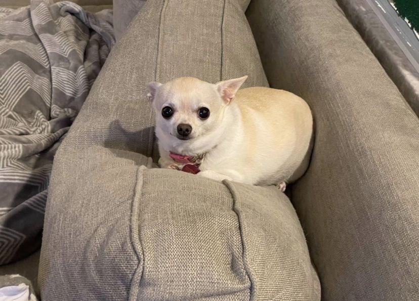 💖 (@twaniimals) on Twitter photo 