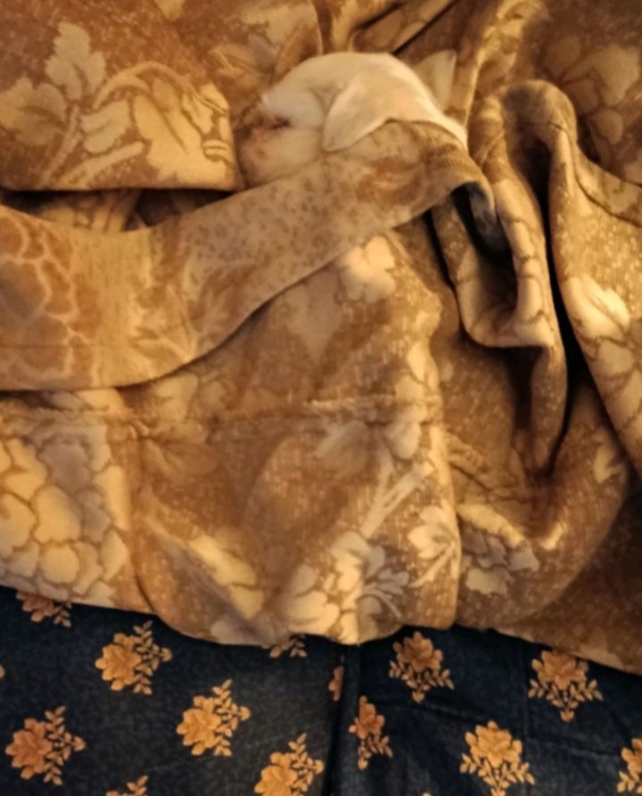 MARIA434587123's tweet image. Καληνυχτα☺️ #Rex #maltese 🥰