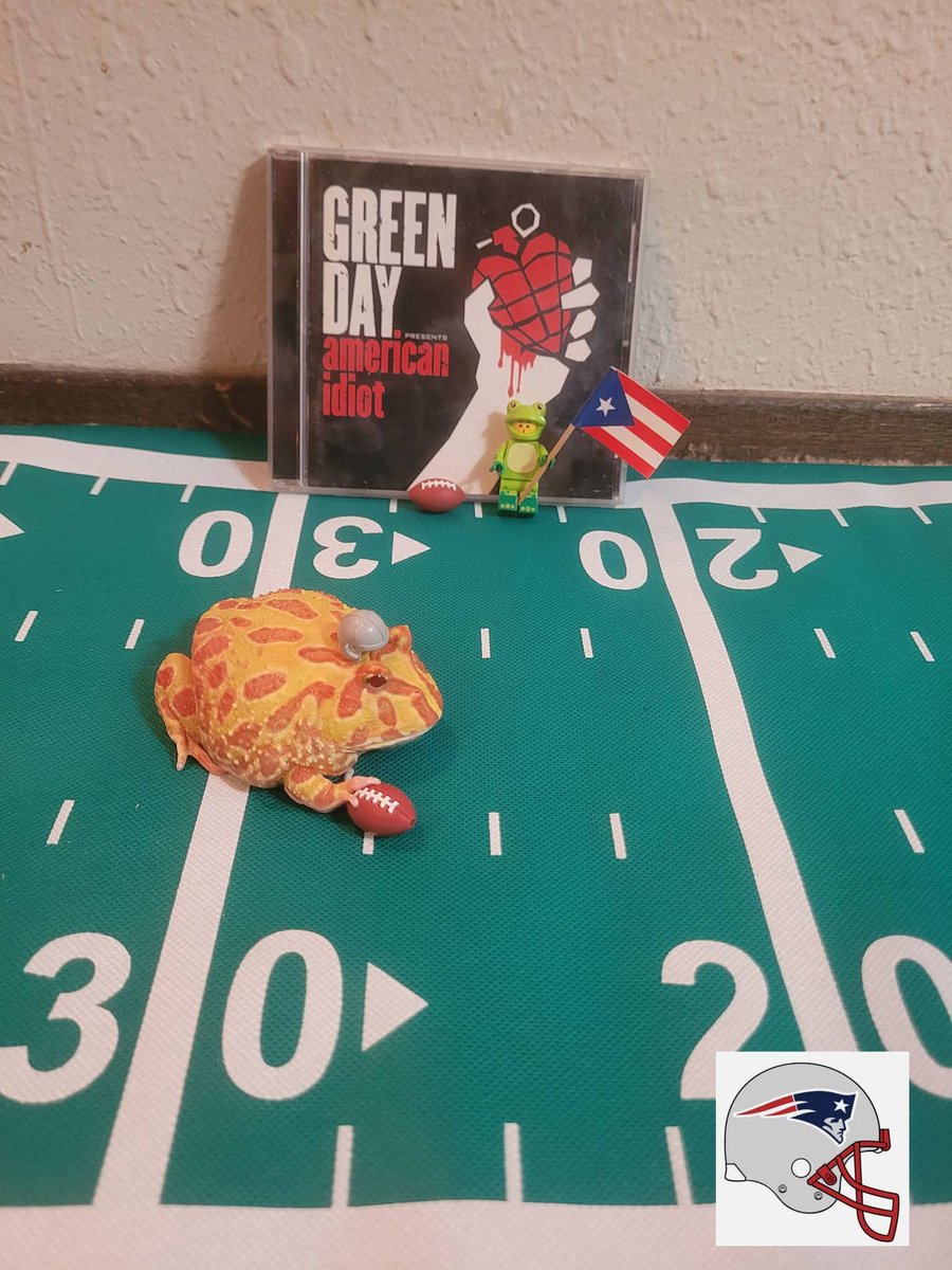 Jinshi the albino pacman frog is all ready for the Superbowl and the Bad Bunny and Green Day  performances.  (Patriots pics, the Seahawks pics are in a different post) #superbowl    #Jinshi #frogsofinstagram🐸 #badbunny #greenday