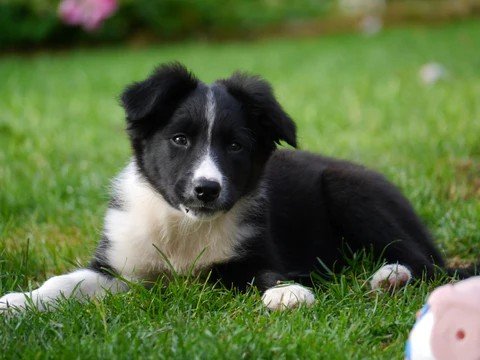 ¿Podrá esta foto de un pequeño Border Collie tener más likes que votantes Podemos en Aragón?
