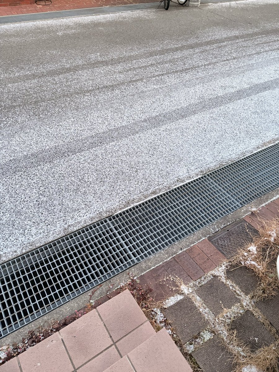 朝 陽が出てから周囲を探してみましたが、見える所には居ませんでした。路面は雪が薄っすらと積もり、凍っている部分もありました。
どうか保護されていますように。