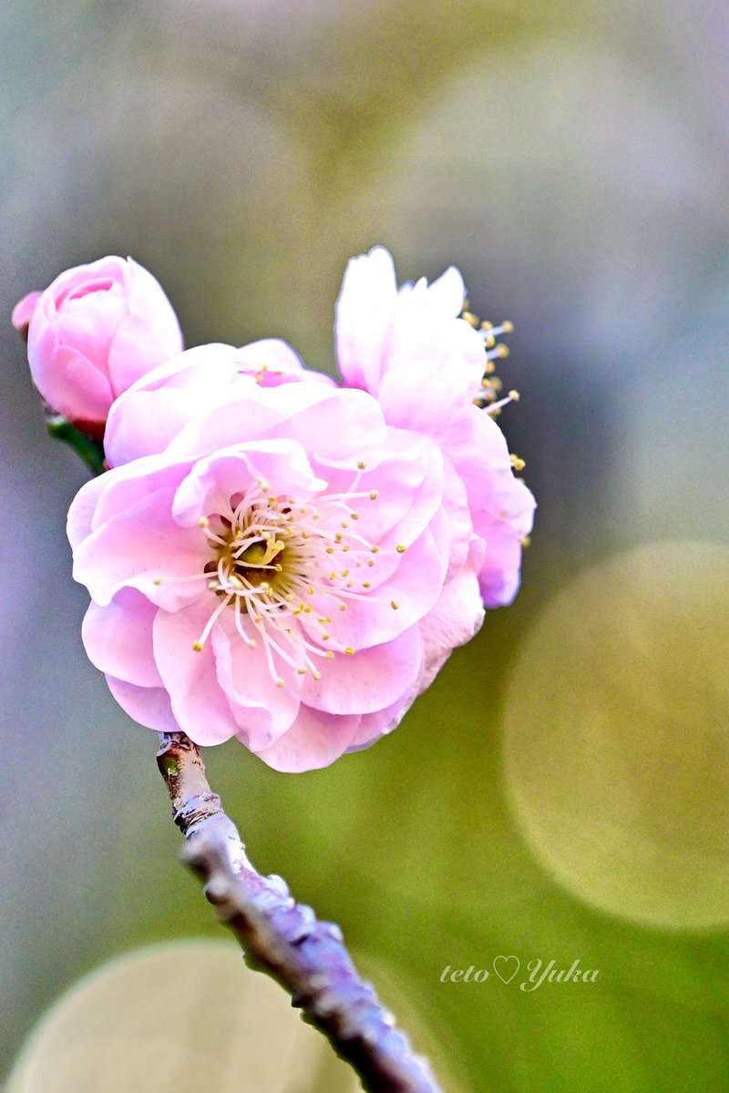 Nature Plants_hana_ Community on X - 556 Members