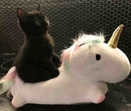 Parcequ'il un peu trop de drama en ce moment, voici un chaton sur une licorne 🥰