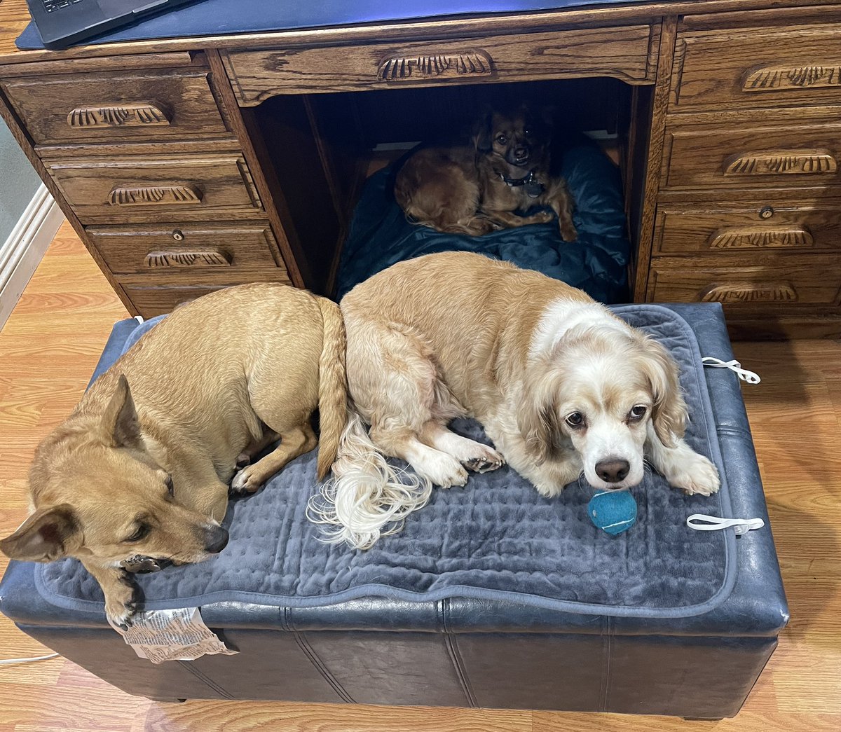 Trisha Callella tweet media