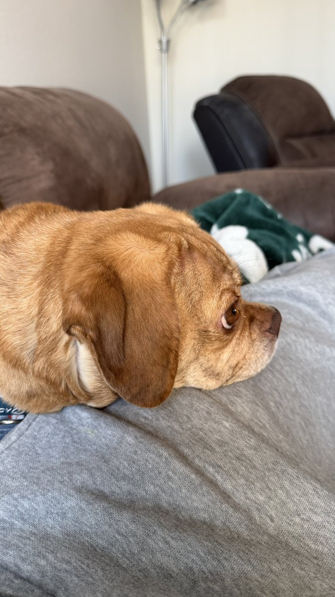 kalawrence9's tweet photo. #TeamFluff pulls out the victory. I suspect there was some clock manipulation because that final 33 seconds took forever. #PuppyBowl https://t.co/8ylCOTd5pB