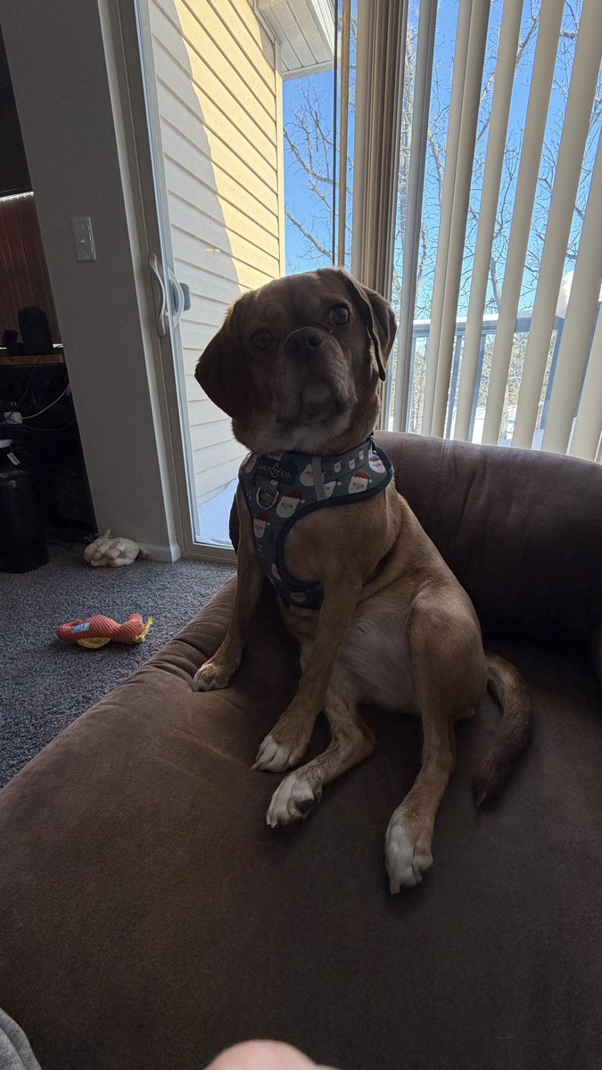 kalawrence9's tweet photo. #TeamFluff pulls out the victory. I suspect there was some clock manipulation because that final 33 seconds took forever. #PuppyBowl https://t.co/8ylCOTd5pB