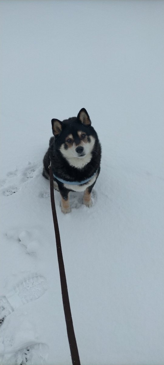 まめたろう (@mamemamemakmaki) / Posts / X