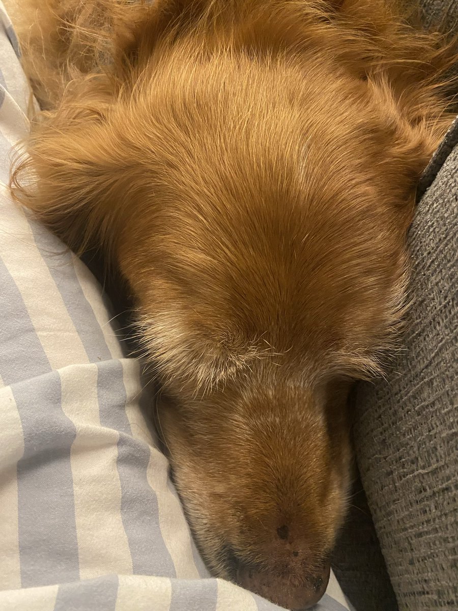 Sue Mayor tweet media