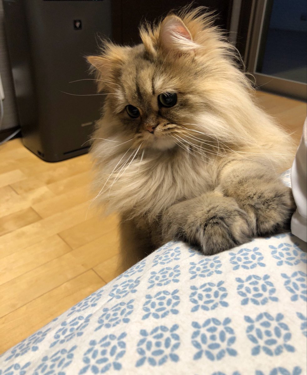 そろそろ おウチのひと が 起きそうパピ🐱