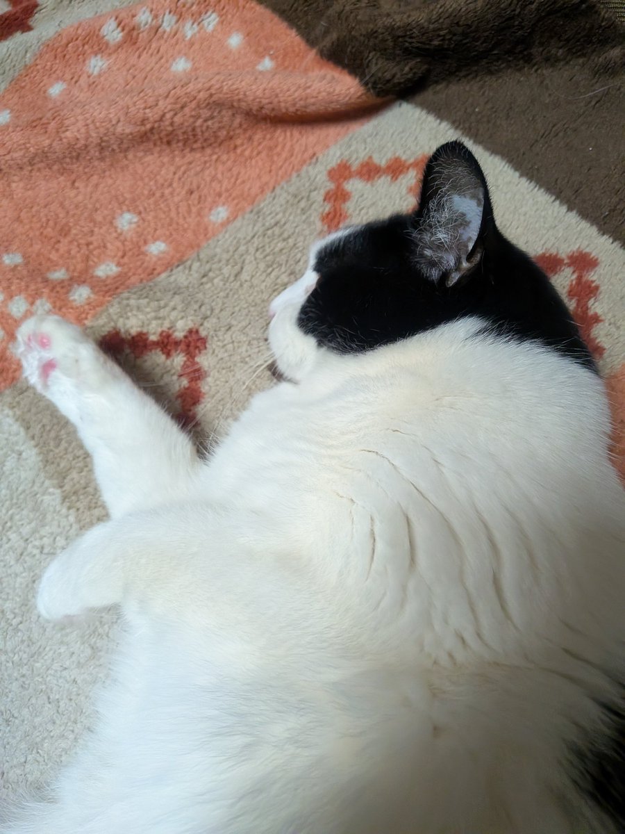 おはようございます
憂鬱すぎる月曜日！
肉球くらい見せてちょうだい