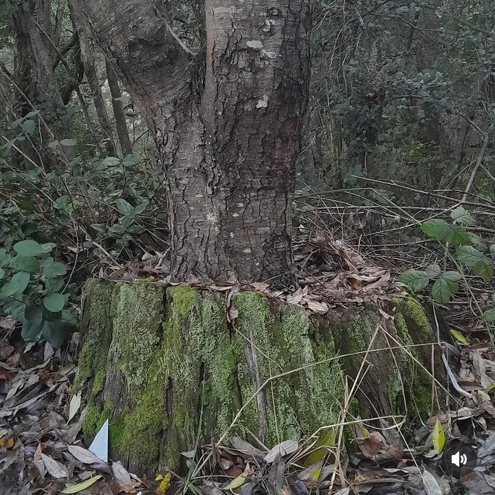 Bosque Gracias 🌳 Art Residency tweet media