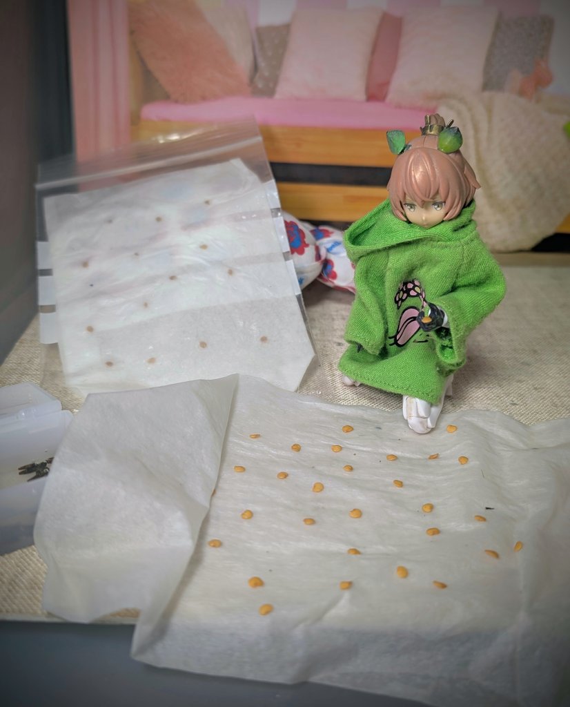朝から氷点下の寒さですけど、春植えの野菜のタネの準備を今年は早めにやってみようかと。
水を含ませたキッチンペーパーにタネを挟んでチャック付きのビニール袋に入れてまずは根を出させるといいとのお話しを伺ったのでやってみます
୧⁠(⁠・⁠∀⁠・⁠) ｳﾏｸｲｷﾏｽﾖｳﾆ！
#ウチのコ園芸