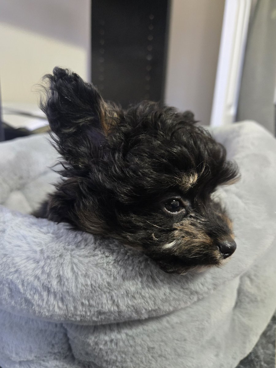 America First 🇺🇸 tweet media