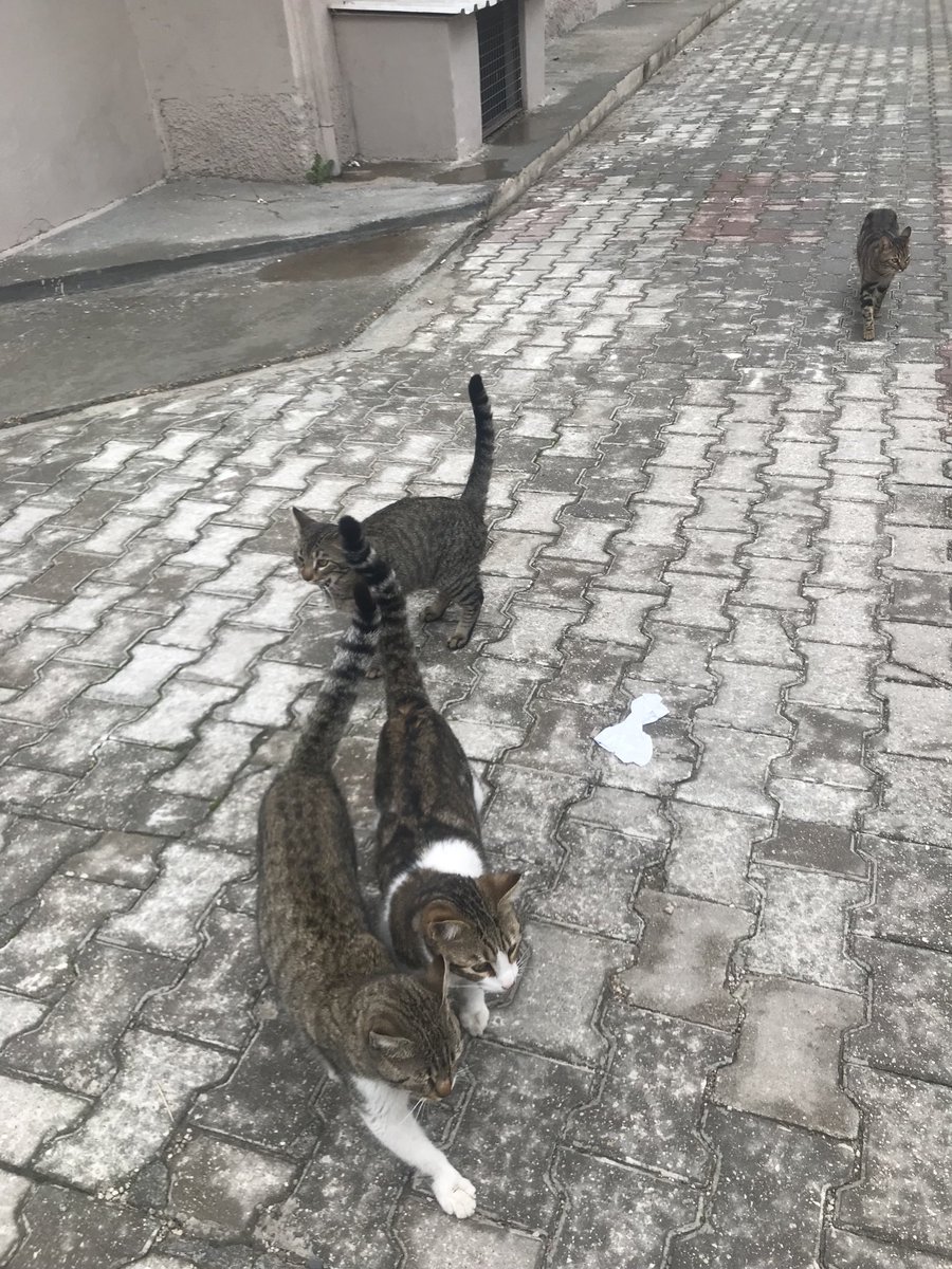 Nursvl18's tweet photo. Her çıkışta ve her girişte karşılama…insan insana yapmaz ama hayvandan vefa örneği👍🏻🫶 https://t.co/b6H0VXcQFa