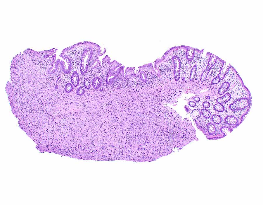 Elizabeth Montgomery, MD tweet media