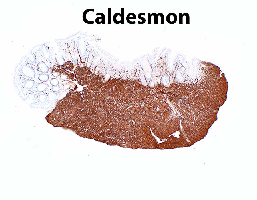 Elizabeth Montgomery, MD tweet media