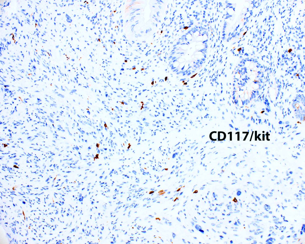 Elizabeth Montgomery, MD tweet media