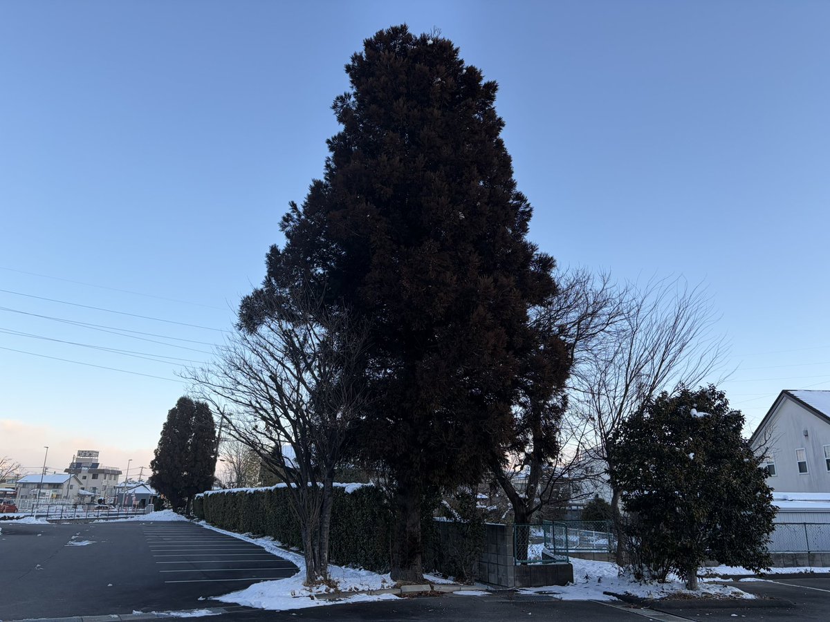 そして今朝地元は-10℃
寒い冬の日に、布団にくるまったままお空へ行ってしまった。
最後に冷たい体を撫でて、私は稽古に向かう。
