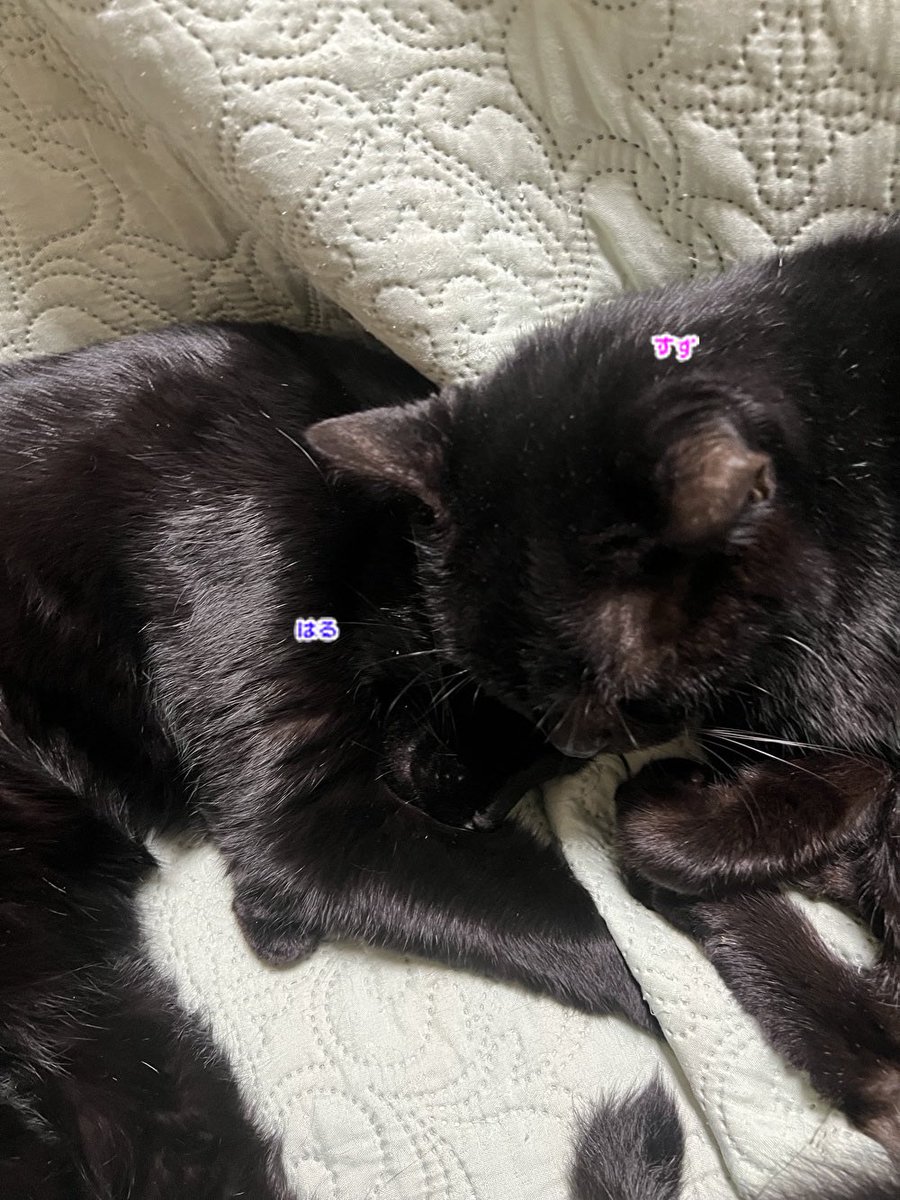 にゃん太郎 (@nyannyan__taro) / Posts / X