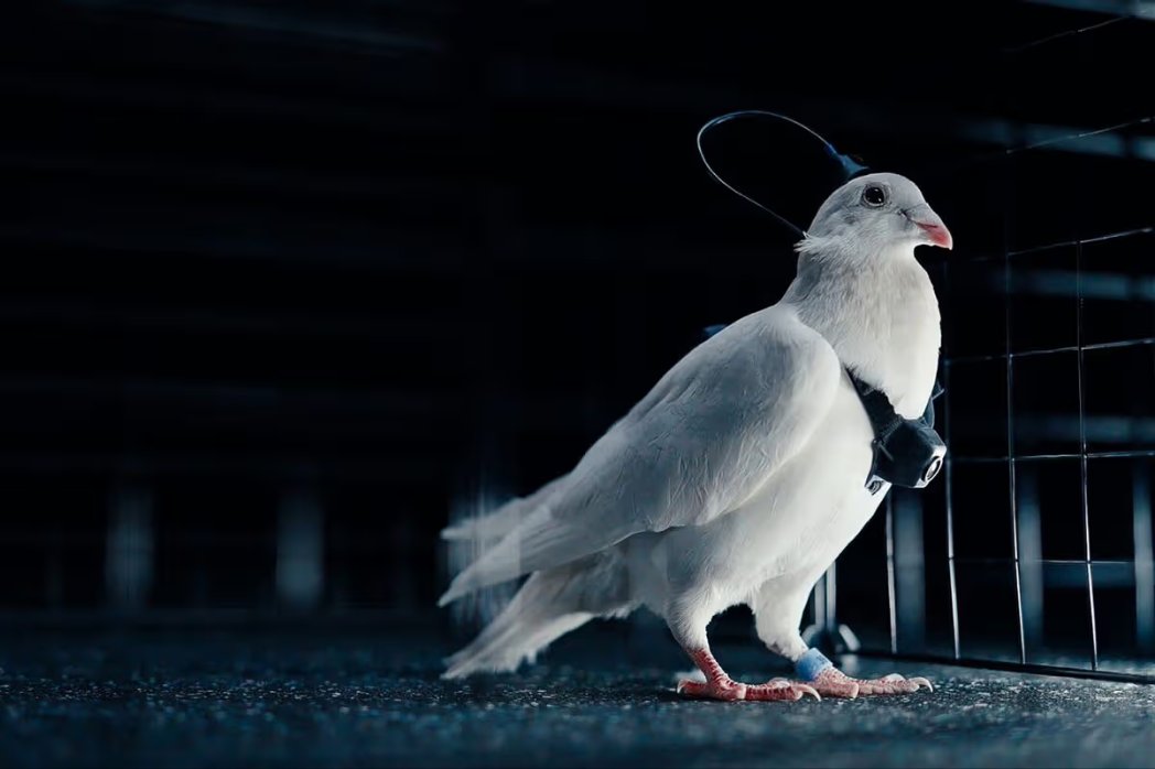 Russia is turning pigeons into brain-chipped spy drones with neural implants. 🐦🧠📡

Moscow startup Neiry (Kremlin-backed, tied to Putin's daughter via MSU) is testing Project PJN-1: electrodes let operators steer birds remotely along GPS paths, plus chest cams, solar backpacks