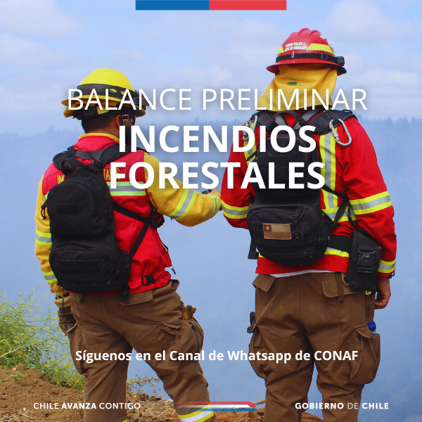 conaf_minagri's tweet photo. 🔥#BALANCE / Hasta las 19:15 horas de hoy domingo 8 de febrero de 2026, son seis (6) los incendios forestales que se encuentran en combate a nivel nacional, los que a continuación se detallan:👇

➡️Región del Maule:
1.- Incendio El Bosque, comuna de Parral. Superficie preliminar: 250 hectáreas.
2.- Incendio Cajón de Pejerrey, comuna de Linares. Superficie preliminar: 35 hectáreas.
3.- Incendio Numpay, comuna de Maule. Superficie preliminar: 15 hectáreas. Alerta Amarilla
4.- Incendio Tabolguén 7, comuna de Cauquenes. Superficie preliminar: 0,01 hectárea.

➡️Región de O’Higgins:
1.- Incendio La Pampa, comuna de Pichilemu. Superficie preliminar: 0,01 hectárea.

➡️Región de Ñuble:
1.- Incendio San Lorenzo XVI, comuna de Quillón. Superficie preliminar: 445 hectáreas.