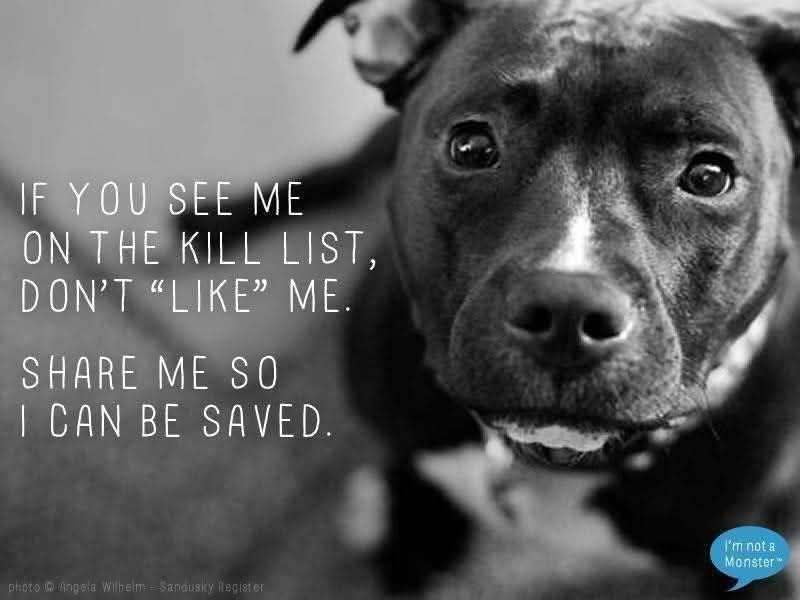 <a href="/MyBoxerLuvMac1/">Julie🌻🐾</a> <a href="/TAV4ACCMedicals/">Team Animal Voice #NYCACC Dogs #TAP4ACCDOGS</a>