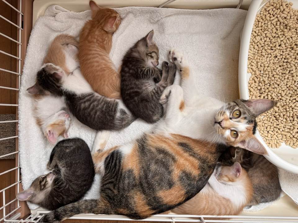 むーちゃん (@muuchann) / Posts / X