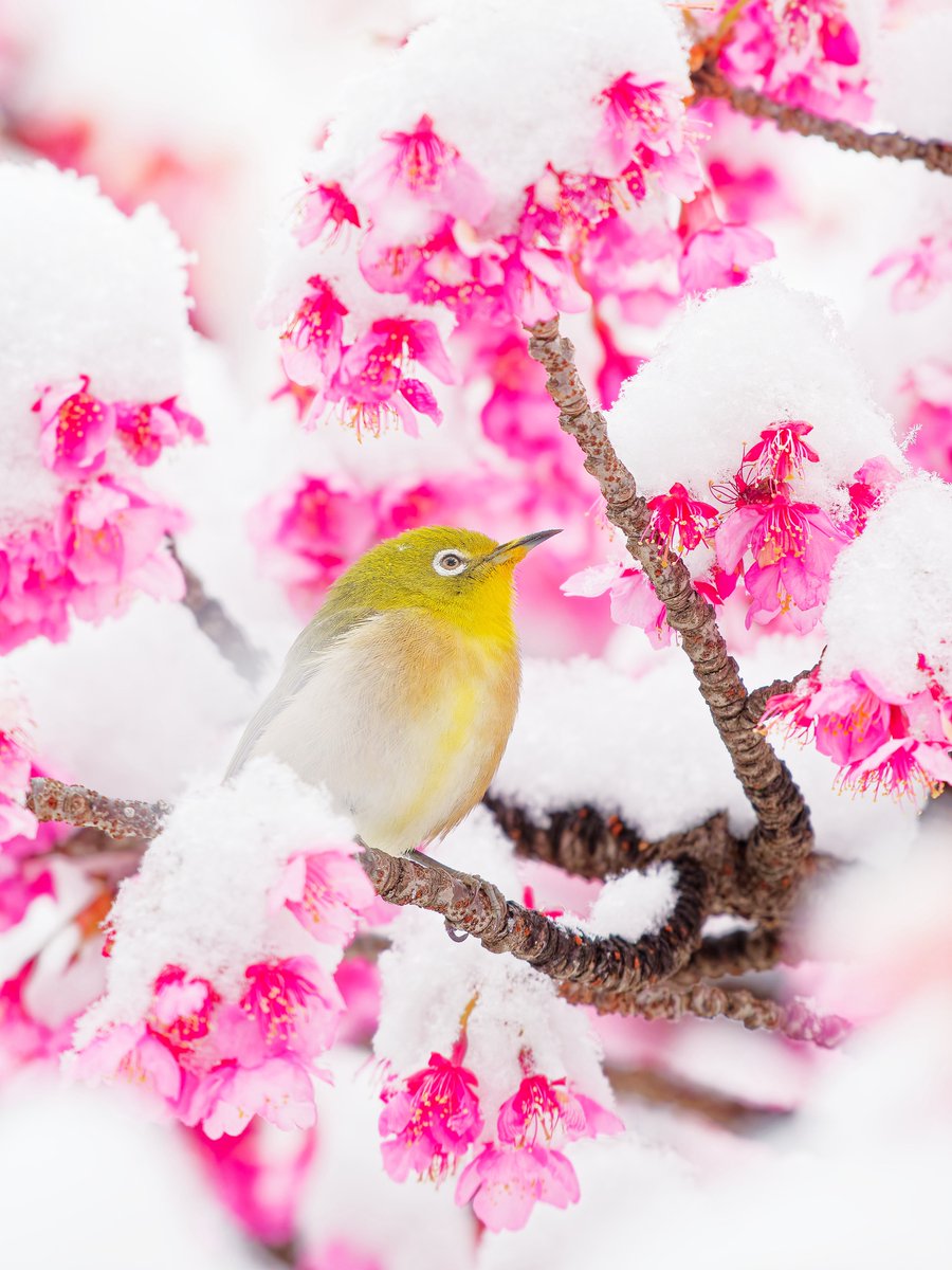 もみじ卍ゅう│𝓶𝓸𝓶𝓲𝓳𝓲_𝓶𝓪𝓷_𝟏𝟎 (@momiji_man_10) / Posts / X