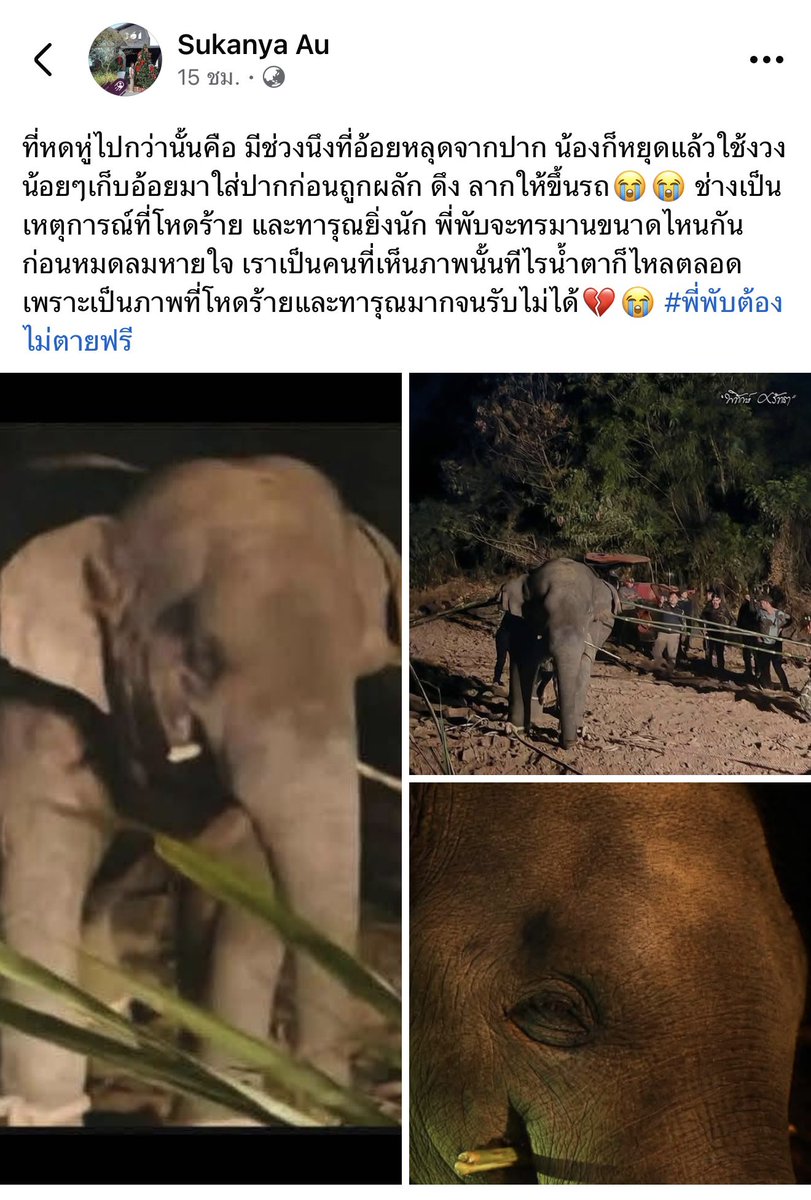 Nuchzii00's tweet image. มนุษย์แม่งเหี้ย พวกมึงทำกับช้างเด็กแบบนี้ได้ไงว่ะ อำมหิตมาก กูจะขอสาปแช่งให้คนที่มีส่วนเกี่ยวข้องทำให้หูพับตาย ชดใช้กรรมอย่างสม กูขอให้ลูกหลาน คนในครอบครัวของพวกมึงโดนกระทำคืน 7ชั่วโคตร ให้เหมือนที่พวกมึงทำกับหูพับไว้
#สีดอหูพับ #ช้างป่า