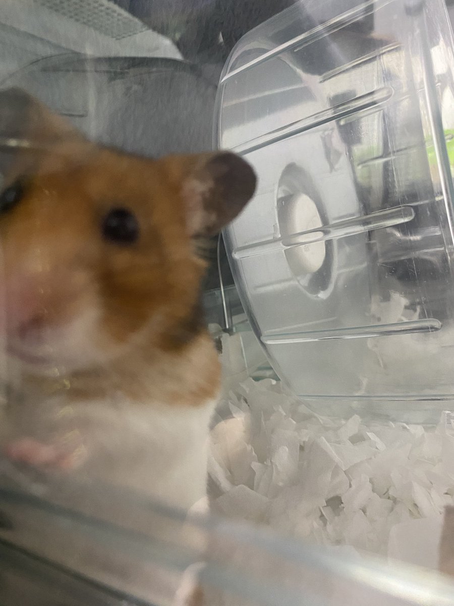 aa0312aa's tweet photo. 数日前ケージを大破壊した犯人🐹

ガラスは割れプラスチックも破損して新しいの探しに行った💦 https://t.co/jchcE5OcUd