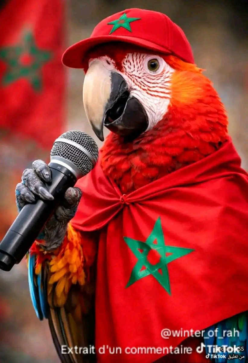 BENDJILLALI RACHID tweet media