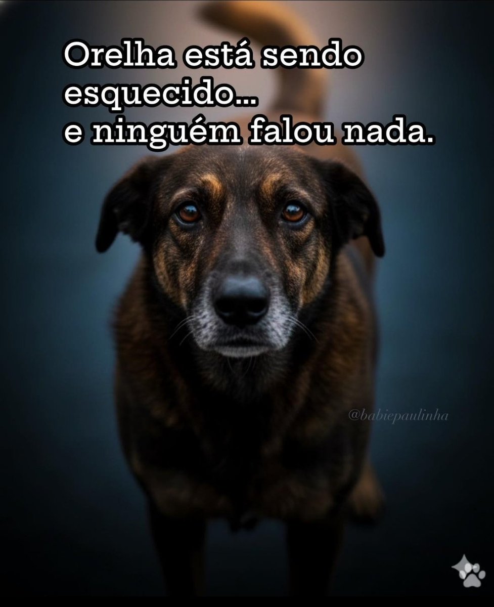 S1L3Nc1013's tweet photo. Estou vendo menos postagens sobre o caso do ORELHA, ele não pode ser esquecido, ele só tem a nós 😭💔
Ele é o motivo de tantas pessoas se unirem por uma causa em comum, ele não queria nada disso mas impuseram isso a ele, precisamos lembrar o brasil TODOS OS DIAS.
NÃO ESQUEÇAM ! https://t.co/kh87URWuzc