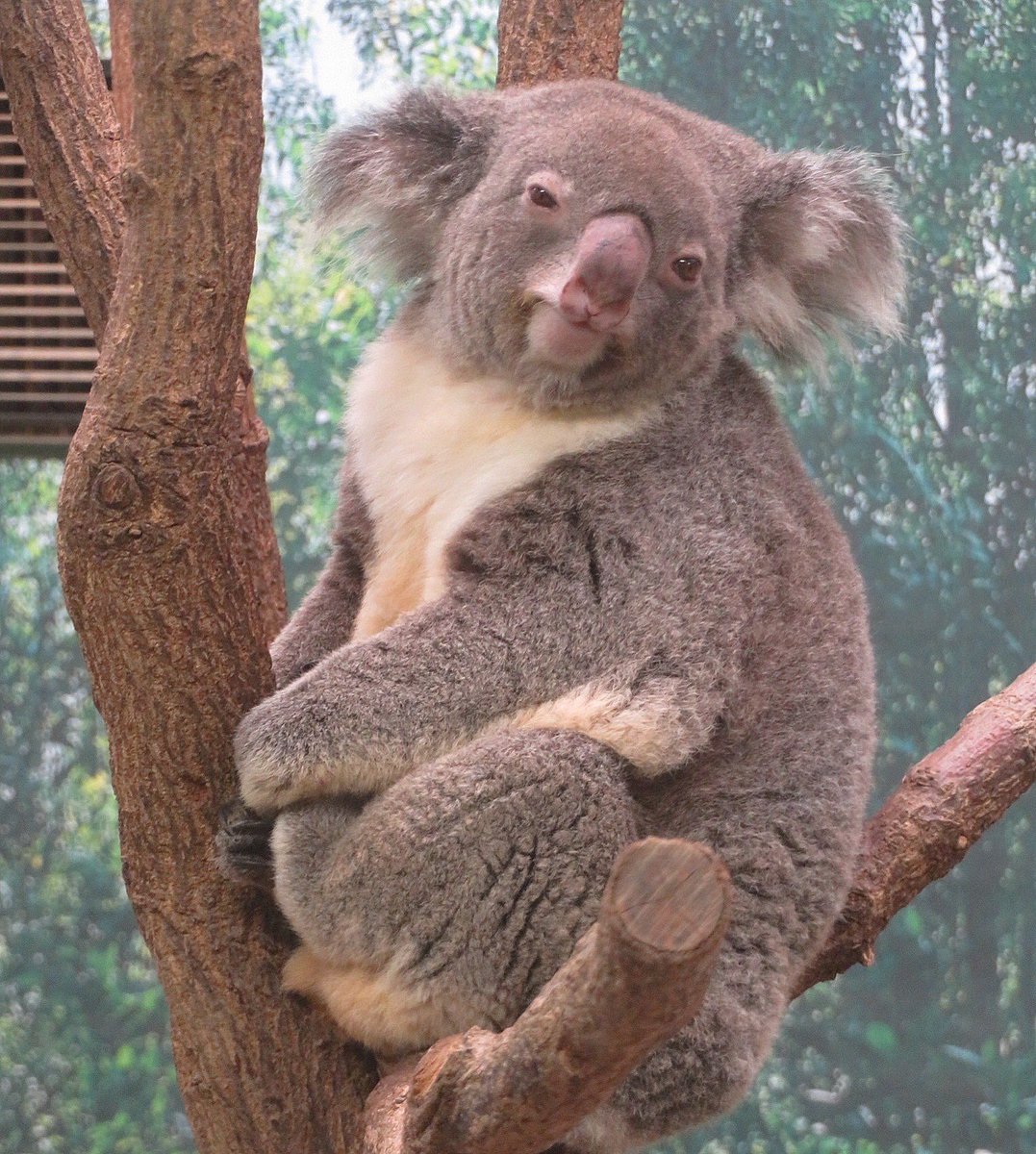 For：つうちゃん つーちゃんは安定のかわいさだわ。 202601 #平川動物公園 #コアラ #つくし