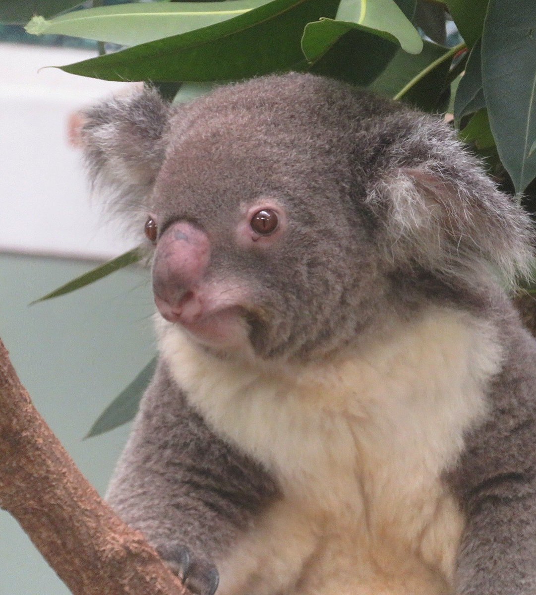 つーちゃんは安定のかわいさだわ。 202601 #平川動物公園 #コアラ #つくし