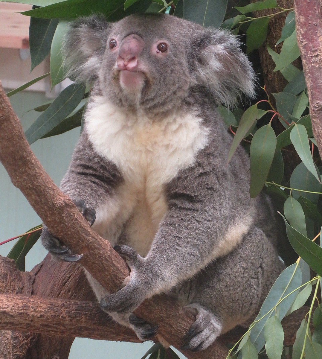 つーちゃんは安定のかわいさだわ。 202601 #平川動物公園 #コアラ #つくし