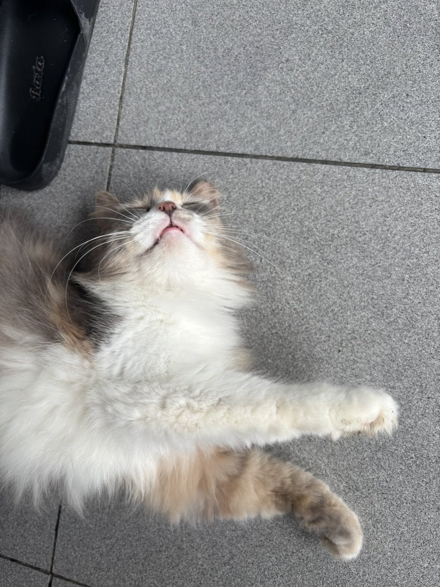 Adooh apasiih iniii mesh🫶🏻🥲