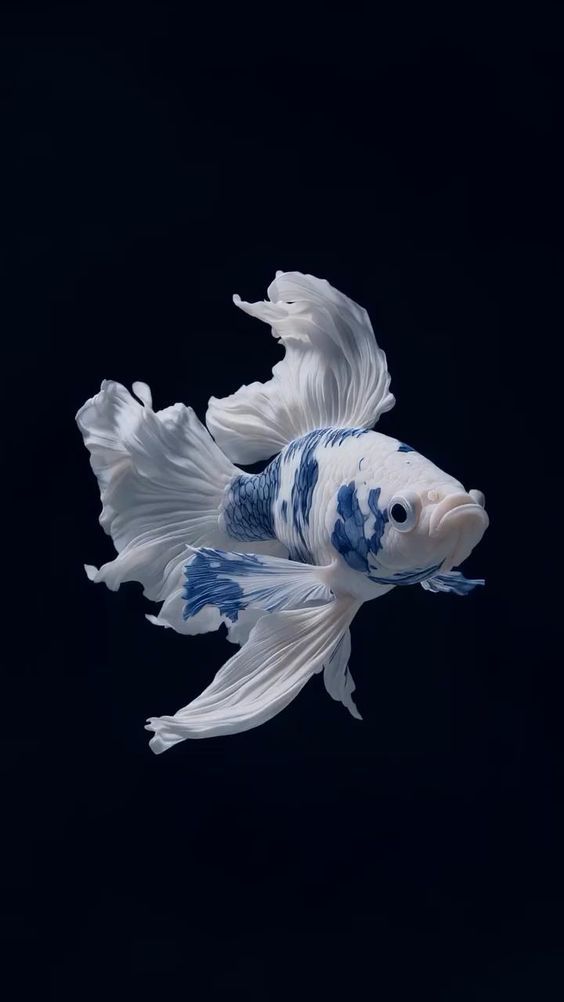 Blue Ocean tweet media