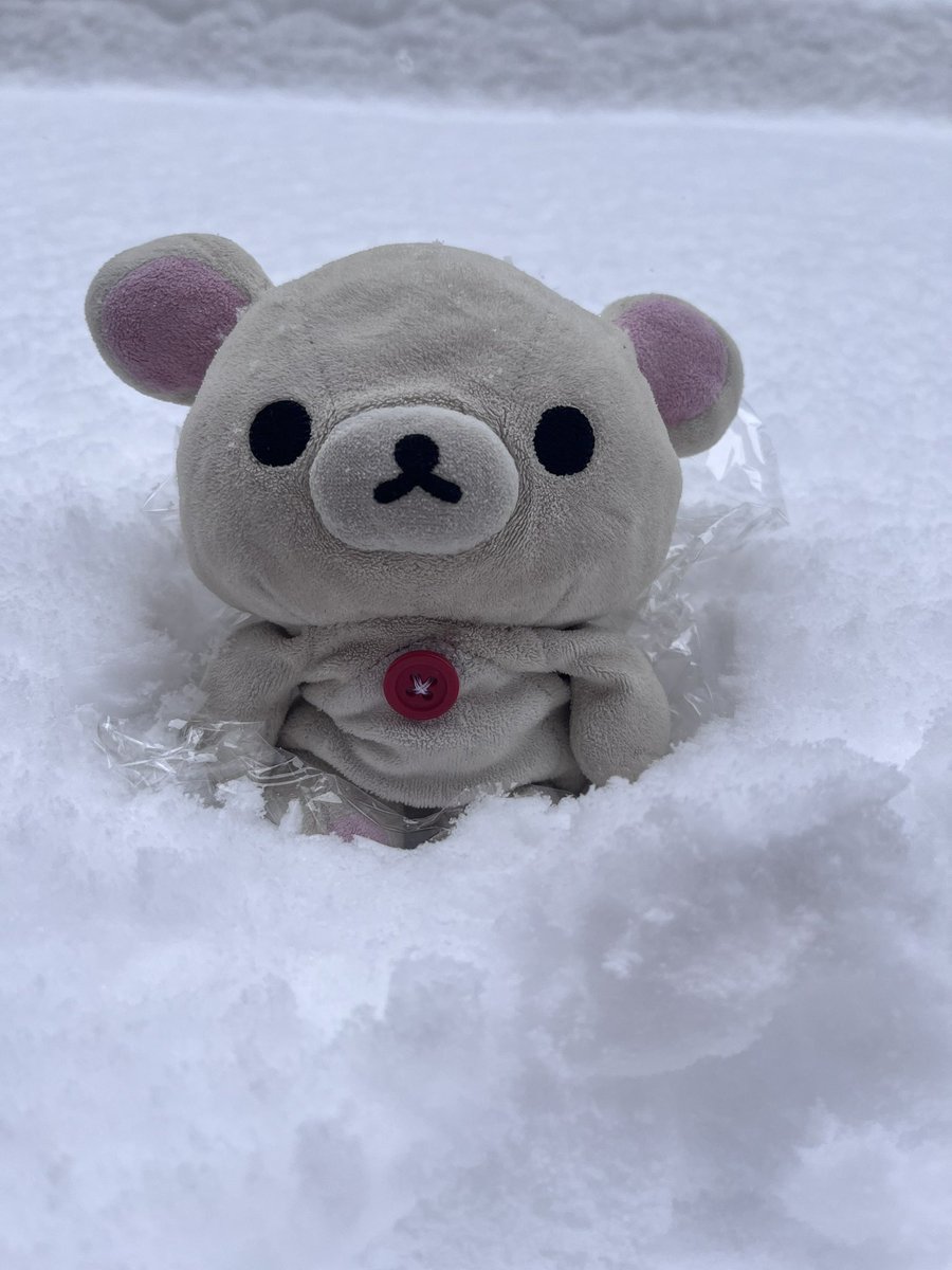 kumanochi_ko's tweet image. 朝起きたらまだ雪残ってた❄️
実は昨日雪と写真を撮ったから載せちゃう👀
※雪は汚いとどこかで聞いたことがあるのでラップを敷いてます笑