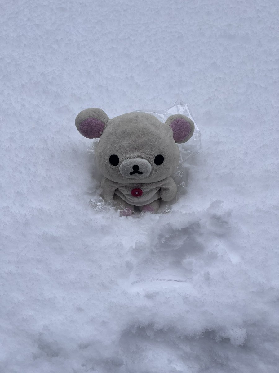 kumanochi_ko's tweet image. 朝起きたらまだ雪残ってた❄️
実は昨日雪と写真を撮ったから載せちゃう👀
※雪は汚いとどこかで聞いたことがあるのでラップを敷いてます笑
