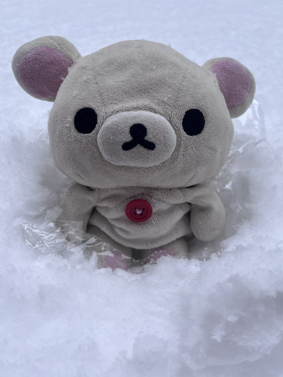 kumanochi_ko's tweet image. 朝起きたらまだ雪残ってた❄️
実は昨日雪と写真を撮ったから載せちゃう👀
※雪は汚いとどこかで聞いたことがあるのでラップを敷いてます笑