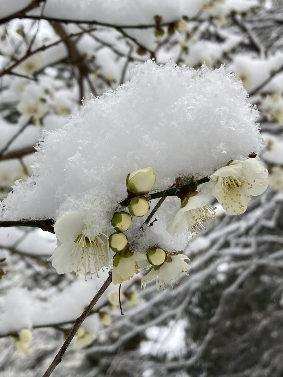 さて
拳も選びきったし
わさび取りに出かけるような気分で
銭湯へゆくか　と。