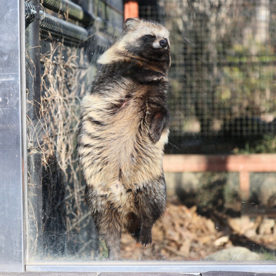 ダンシング🌟大五郎

＃のんほいパーク　＃ホンドタヌキ