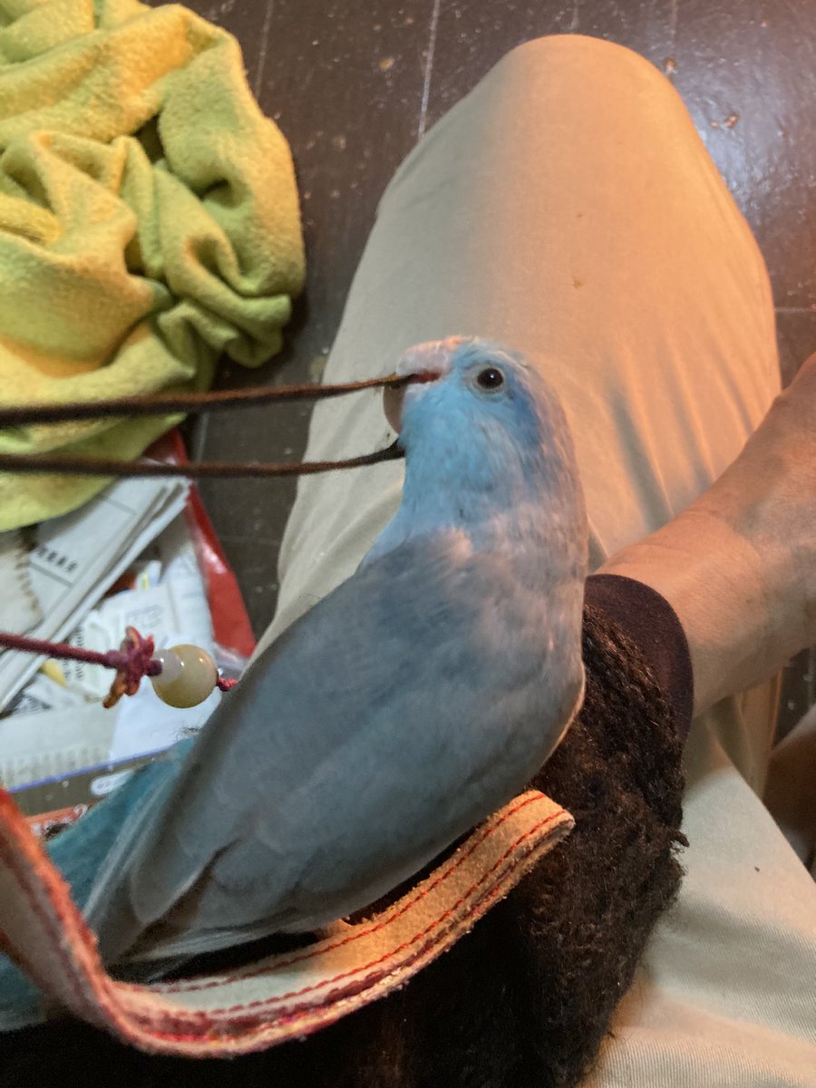 よそ見し無いでこっち！こっち！今日は飼い主を散歩させました