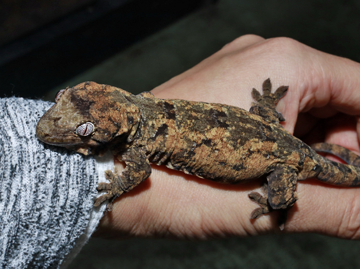 ヤモリ白　青　山ねこ　黒天狗　赤紫