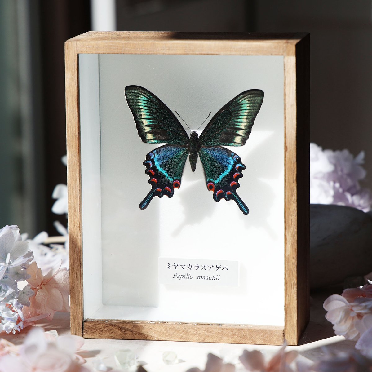 海福雑貨通販部の【蝶標本】に、蝶標本「ミヤマカラスアゲハ」を1点up