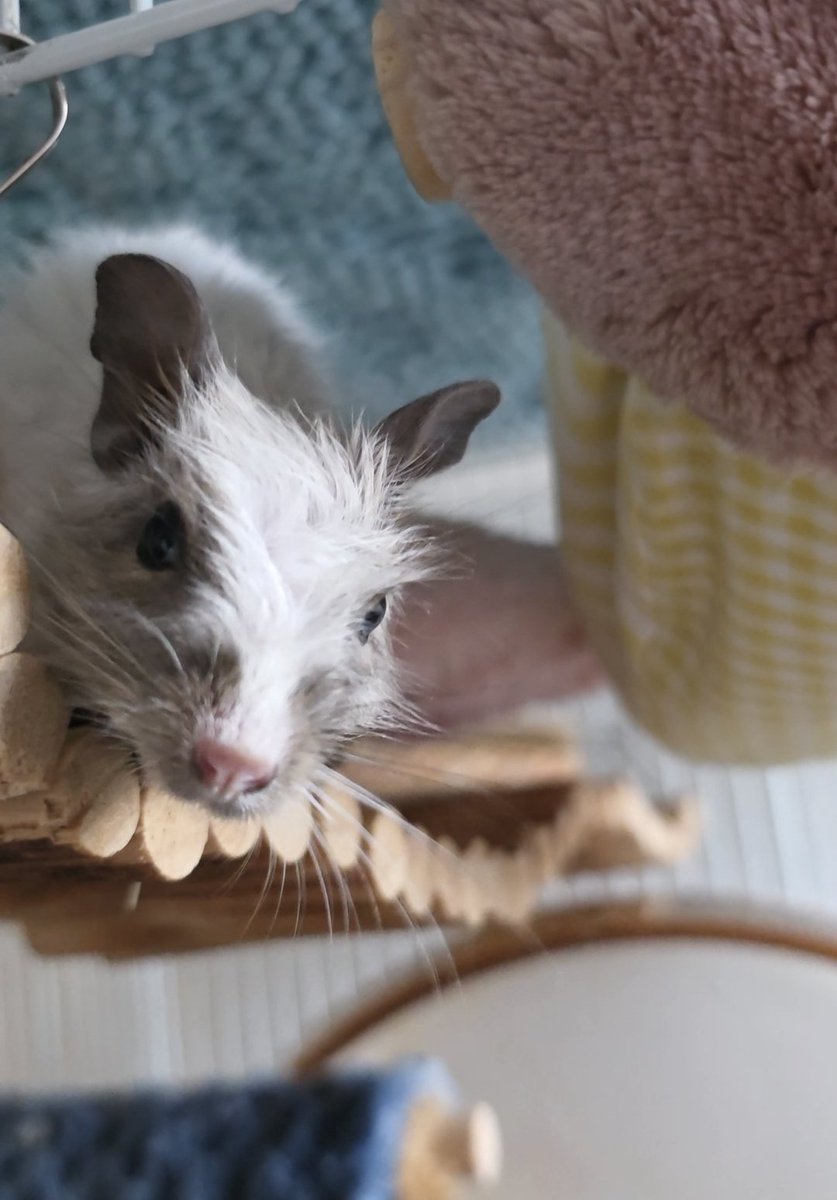 ずっと前髪パックリです
🐹バルドル
#デグー