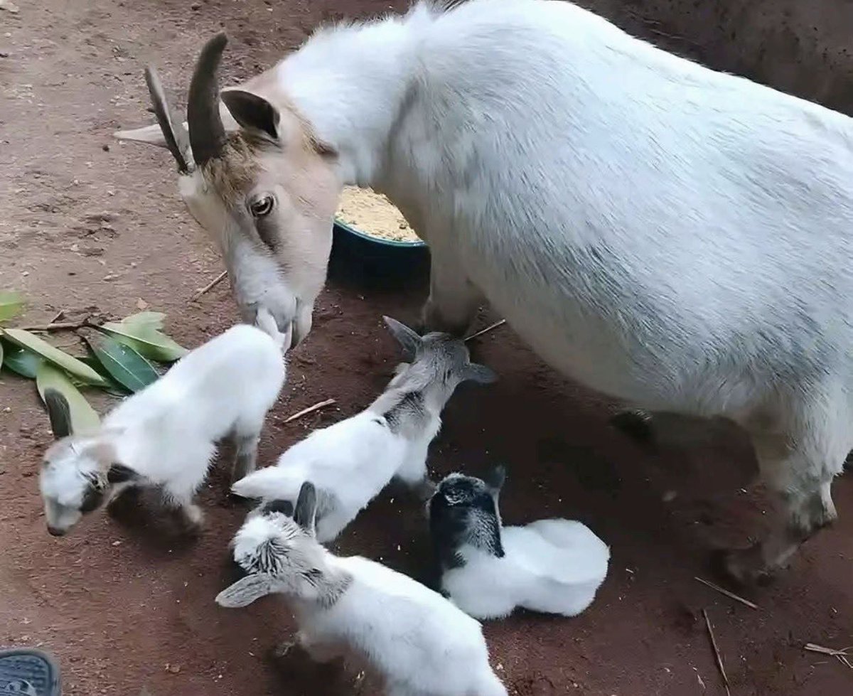 sure_wire's tweet image. The goat wey I use GehGeh advice buy don born four o. Congratulations to me. I Lack Words