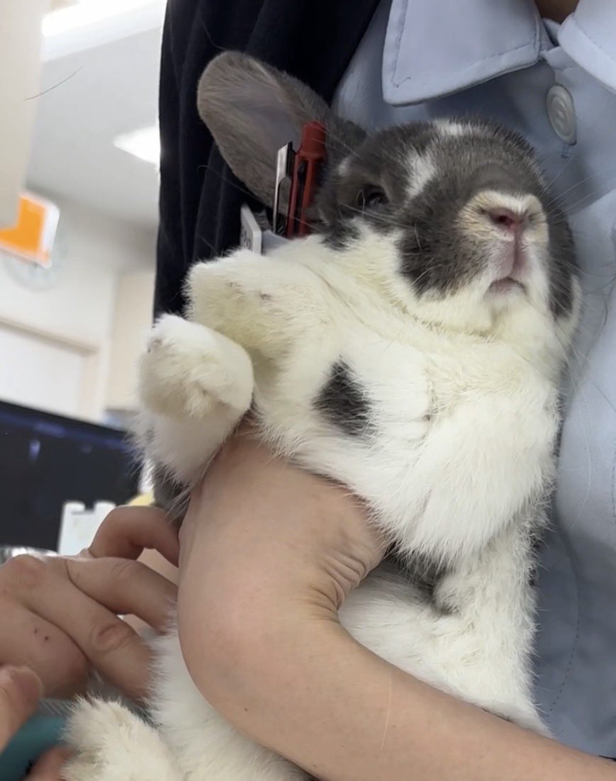 お手手ピーンしてチェックされてるこまちゃんかわいすぎるƪ(˘⌣˘)ʃ♡

お尻チェック中の真顔のうさぎさん、なんとも言えない魅力がある…✨

(病院でお尻チェックされて顔をそむけるうちのウサ)